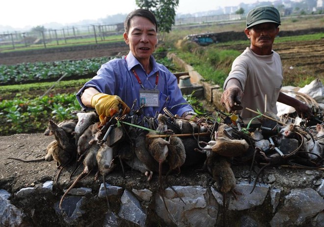 AFP[-]viết[-]phóng[-]sự[-]về[-]"vua[-]diệt[-]chuột"[-]của[-]Việt[-]Nam